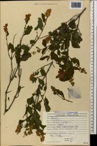 Ligustrum vulgare L., Caucasus, Georgia (K4) (Georgia)