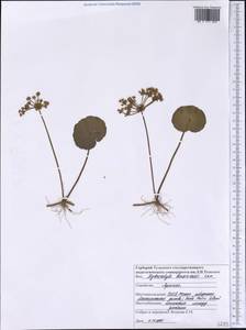 Hydrocotyle bonariensis Comm. ex Lam., America (AMER) (United States)