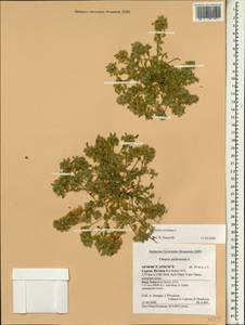 Ononis reclinata L., South Asia, South Asia (Asia outside ex-Soviet states and Mongolia) (ASIA) (Cyprus)