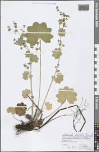 Alchemilla lindbergiana Juz., Eastern Europe, Volga-Kama region (E7) (Russia)