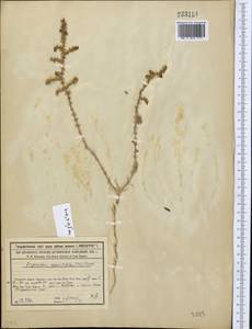 Girgensohnia oppositiflora (Pall.) Fenzl, Middle Asia, Syr-Darian deserts & Kyzylkum (M7) (Kazakhstan)