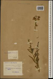Galatella sedifolia subsp. dracunculoides (Lam.) Greuter, South Asia, South Asia (Asia outside ex-Soviet states and Mongolia) (ASIA) (Iran)