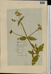 Saponaria officinalis L., Eastern Europe, Lithuania (E2a) (Lithuania)