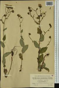 Hieracium ramosissimum subsp. conringiifolium (Arv.-Touv.) Zahn, Western Europe (EUR) (France)