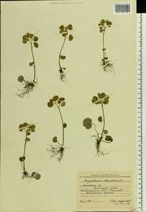 Chrysosplenium alternifolium L., Eastern Europe, Moscow region (E4a) (Russia)
