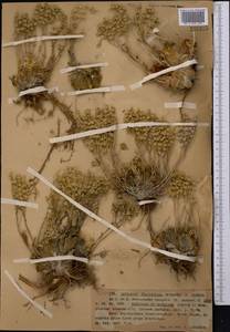 Rosularia platyphylla (Schrenk) A. Berger, Middle Asia, Northern & Central Tian Shan (M4) (Kazakhstan)