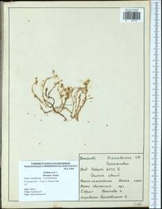 Sedum acre L., Eastern Europe, Central region (E4) (Russia)