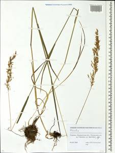 Trisetum, Eastern Europe, West Ukrainian region (E13) (Ukraine)