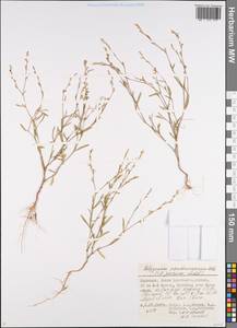 Polygonum arenarium subsp. arenarium, Eastern Europe, Lower Volga region (E9) (Russia)