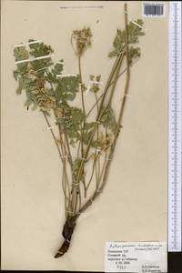 Aulacospermum turkestanicum (Franch.) Schischk., Middle Asia, Western Tian Shan & Karatau (M3) (Kazakhstan)