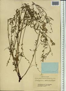 Onobrychis arenaria subsp. sibirica (Besser)P.W.Ball, Siberia, Western Siberia (S1) (Russia)
