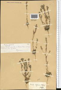 Draba cana Rydb., Middle Asia, Northern & Central Tian Shan (M4) (Kazakhstan)