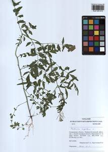 Cardamine impatiens L., Siberia, Altai & Sayany Mountains (S2) (Russia)