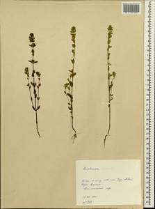 Euphrasia pectinata subsp. pectinata, Siberia, Central Siberia (S3) (Russia)