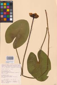 Nuphar lutea (L.) Sm., Eastern Europe, Lower Volga region (E9) (Russia)