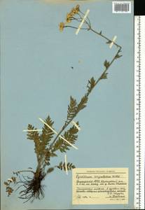 Tanacetum corymbosum subsp. corymbosum, Eastern Europe, Eastern region (E10) (Russia)