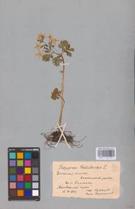 Isopyrum thalictroides L., Eastern Europe, Belarus (E3a) (Belarus)