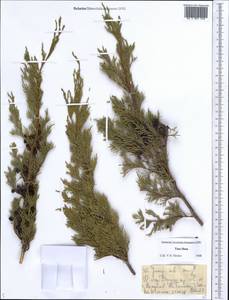Juniperus sabina L., Middle Asia, Dzungarian Alatau & Tarbagatai (M5) (Kazakhstan)