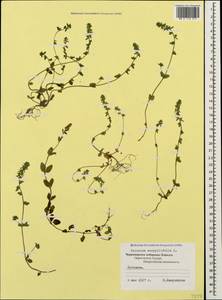 Veronica serpyllifolia L., Caucasus, Black Sea Shore (from Novorossiysk to Adler) (K3) (Russia)