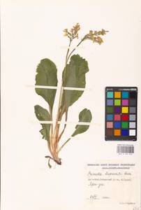 Primula ruprechtii Kusnezowa ex Lipsky, Caucasus, Dagestan (K2) (Russia)