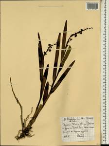 Polystachya bennettiana Rchb.f., Africa (AFR) (Ethiopia)