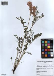 KUZ 001 275, Hedysarum gmelinii Ledeb., Siberia, Altai & Sayany Mountains (S2) (Russia)