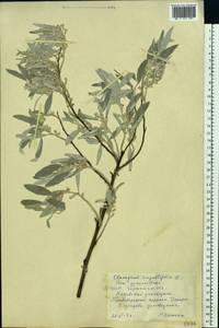 Elaeagnus angustifolia L., Eastern Europe, South Ukrainian region (E12) (Ukraine)