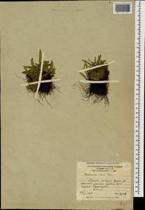 Asplenium viride Huds., Caucasus, South Ossetia (K4b) (South Ossetia)