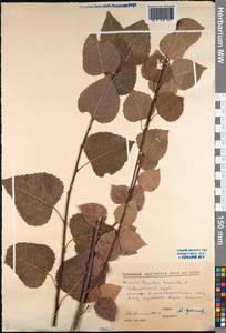 Populus tremula L., Siberia, Russian Far East (S6) (Russia)