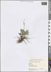 Astragalus lagopoides Lam., Caucasus, Armenia (K5) (Armenia)