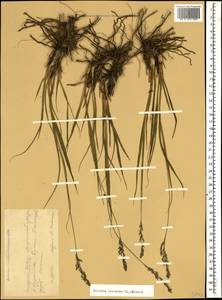 Molinia caerulea (L.) Moench, Caucasus, Krasnodar Krai & Adygea (K1a) (Russia)