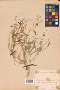 Chorispora tenella (Pall.) DC., Eastern Europe, Middle Volga region (E8) (Russia)