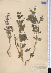 Lallemantia royleana (Benth.) Benth., Middle Asia, Pamir & Pamiro-Alai (M2) (Kyrgyzstan)