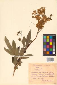 Filipendula ulmaria (L.) Maxim., Eastern Europe, Central region (E4) (Russia)