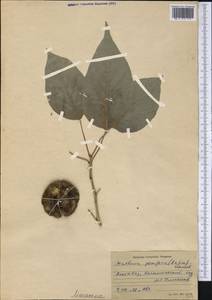 Maclura pomifera (Rafin. ex Sarg.) Schneid., America (AMER) (Turkmenistan)