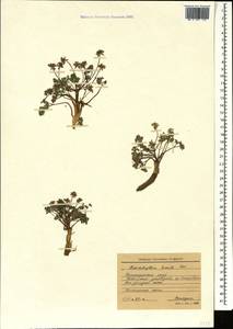 Chaerophyllum humile M. Bieb., Caucasus, Krasnodar Krai & Adygea (K1a) (Russia)