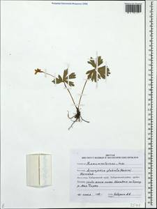 Anemonastrum baicalense (Turcz.) Mosyakin, Siberia, Russian Far East (S6) (Russia)