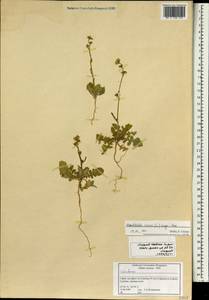 Hirschfeldia incana (L.) Lagr.-Foss., South Asia, South Asia (Asia outside ex-Soviet states and Mongolia) (ASIA) (Syria)