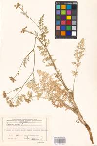 Carum carvi L., Eastern Europe, Moscow region (E4a) (Russia)