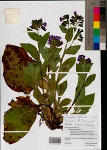 Pulmonaria officinalis L., Eastern Europe, Central forest-and-steppe region (E6) (Russia)