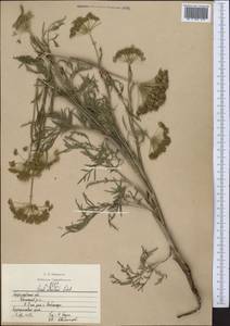 Seseli strictum Ledeb., Middle Asia, Northern & Central Kazakhstan (M10) (Kazakhstan)