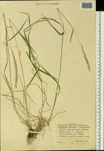 Elymus macrourus (Turcz. ex Steud.) Tzvelev, Siberia, Yakutia (S5) (Russia)