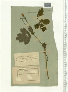 Chelidonium majus L., Eastern Europe, Northern region (E1) (Russia)