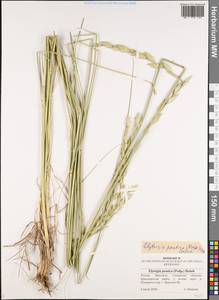 Thinopyrum elongatum (Host) D.R.Dewey, Eastern Europe, Middle Volga region (E8) (Russia)