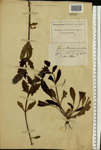 Ajuga genevensis L., Eastern Europe, South Ukrainian region (E12) (Ukraine)