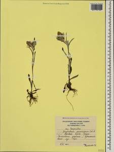 Omalotheca caucasica (Sommier & Levier) Czerep., Caucasus, South Ossetia (K4b) (South Ossetia)