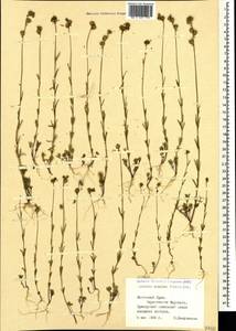 Linaria simplex (Willd.) DC., Crimea (KRYM) (Russia)