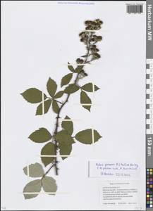 Rubus procerus P. J. Müll. ex Boulay, Eastern Europe, Moscow region (E4a) (Russia)