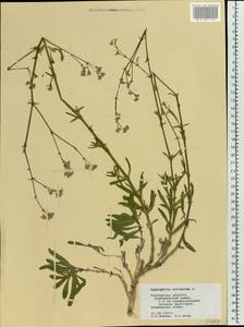 Gypsophila altissima L., Eastern Europe, Rostov Oblast (E12a) (Russia)