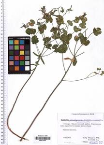 Euphorbia pseudagraria P.A.Smirn., Eastern Europe, Middle Volga region (E8) (Russia)